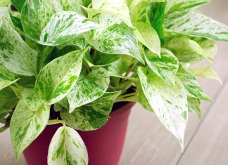 Houseplants for Healthy Air from domesticsoul.com