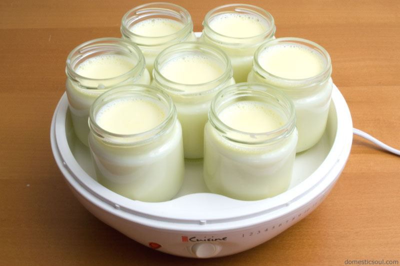 Recipe: Raw Milk Yogurt (Extra Thick!)
