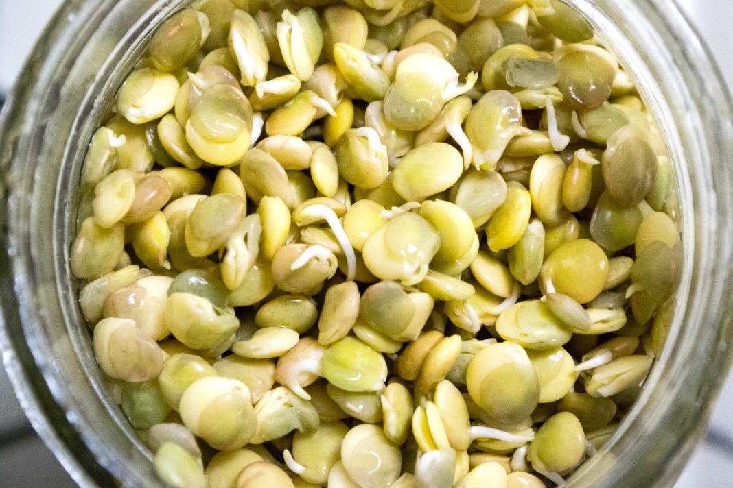 How To Sprout Lentils from domesticsoul.com