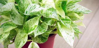 Houseplants for Healthy Air from domesticsoul.com
